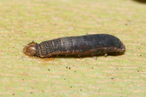 Réf. 223 579 : Rogadinae inconnu